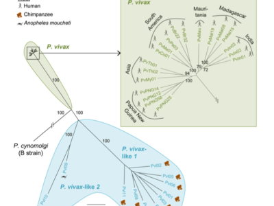 diagram - virginie rougeron spread and adaptation of the human malaria agents plasmodium falciparum and plasmodium vivax