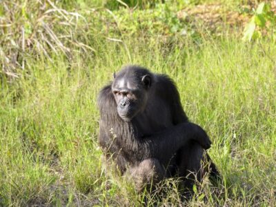 chimpanzee gabonproject ecology enteric viruse wild animals research virginie rougeron