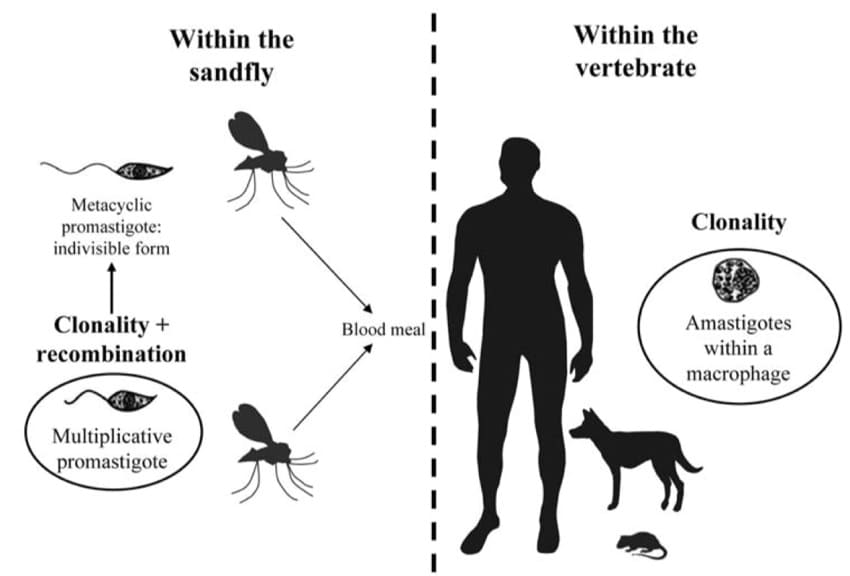 diagram - cycle of leishmania parasites