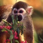evolution adaptation parasites french guiana monkey plasmodium