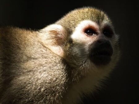 monkey plasmodium parasites french guiana-virginie rougeron