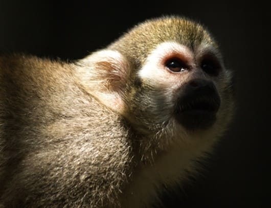monkey plasmodium parasites french guiana-virginie rougeron