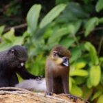 evolution adaptation monkeys gabon ecology project virginie rougeron