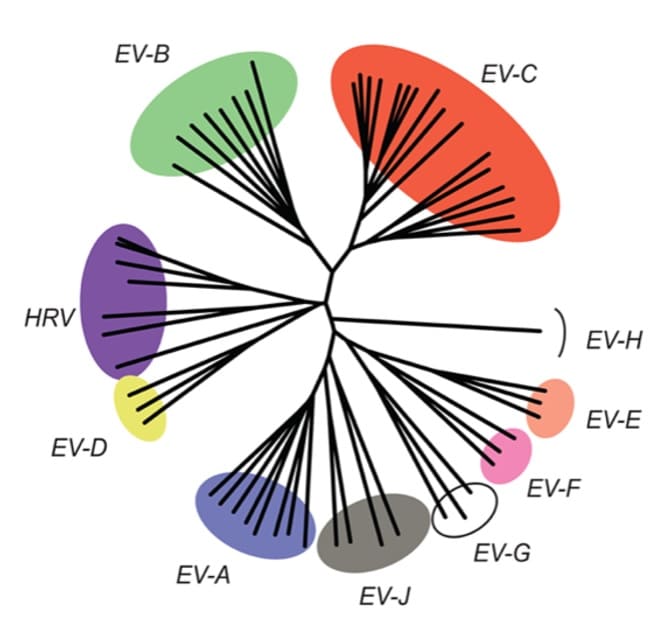 diagram - phylogenetic tree constructed using entire vp1 sequences