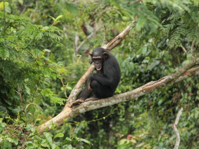 virginie rougeron detection of novel astroviruses among rodents ofgabon central africa chimpanzee
