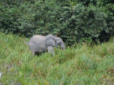 Lope elephan virginie rougeron field missions organisation and management franceville gabon la lekedi park la lope bakoumba