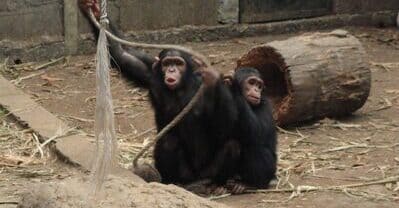 chimpanze bakoumba virginie rougeron research laboratory expertises and field mission