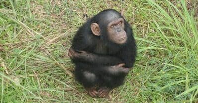 chimpanze virginie rougeron plasmodium vivax and plasmodium simium origin in americas