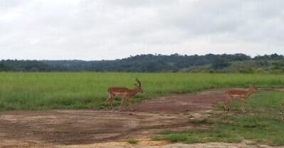 traversee gazelle virginie rougeron research detection of novel astroviruses among rodents ofgabon central africa